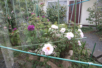 20070423_03.jpg