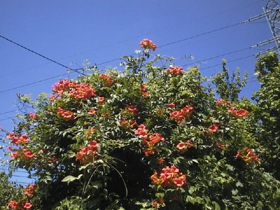 夏