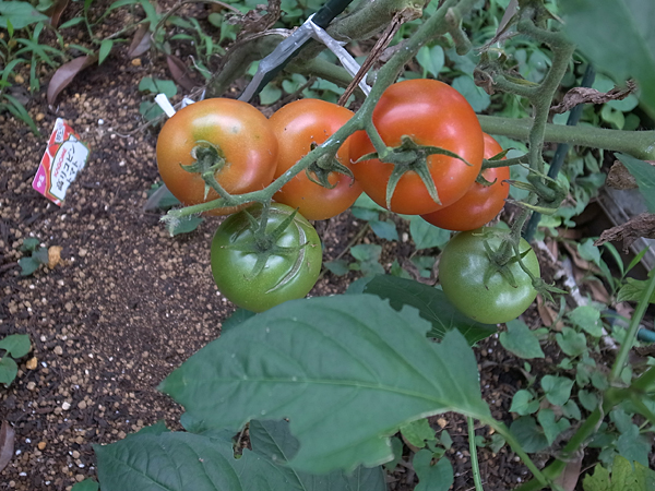 20160724_101.jpg