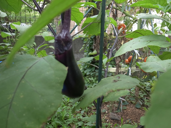 20160724_102.jpg