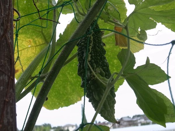 20160724_103.jpg