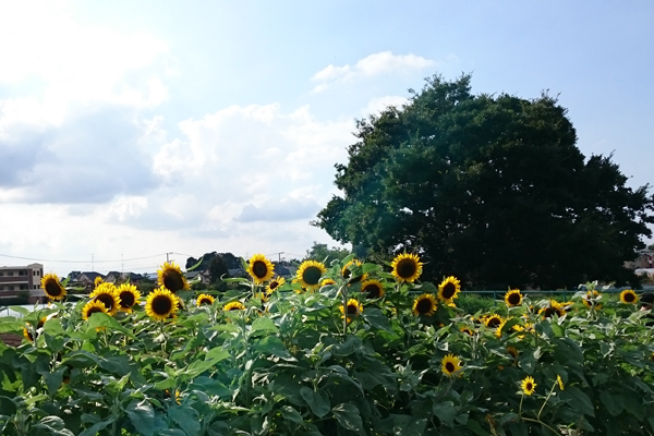 20160904_01.jpg