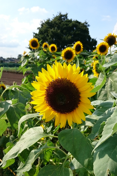 20160904_02.jpg